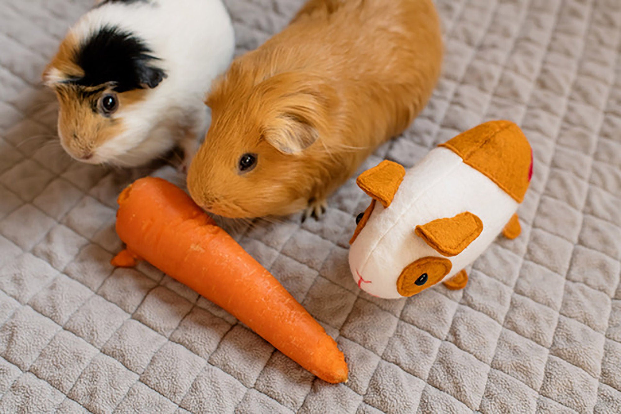 Elliot:  Guinea pig sewing pattern