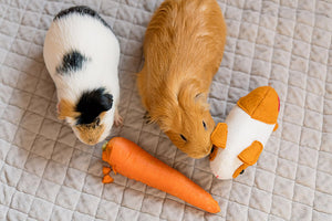 Elliot:  Guinea pig sewing pattern